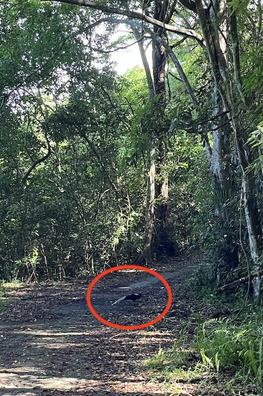 Swinhoe’s Pheasant