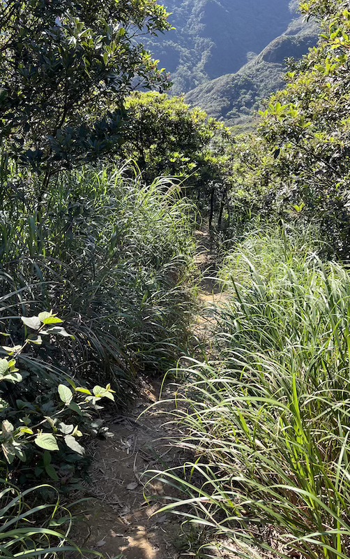The Ultimate Hiking Guide to Stegosaurus Ridge (劍龍稜) – The King of Taiwan’s Suburban Mountains 16 12往溪底路上