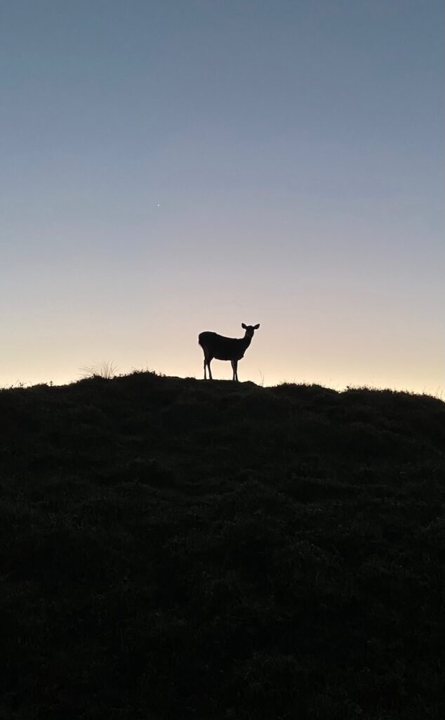 Unlocking Taiwan's 100 Peaks (Baiyue): What They Are and How to Start Your Journey 11 Formosan Sambar Deer