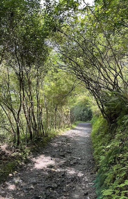 Matcha Mountain Trail