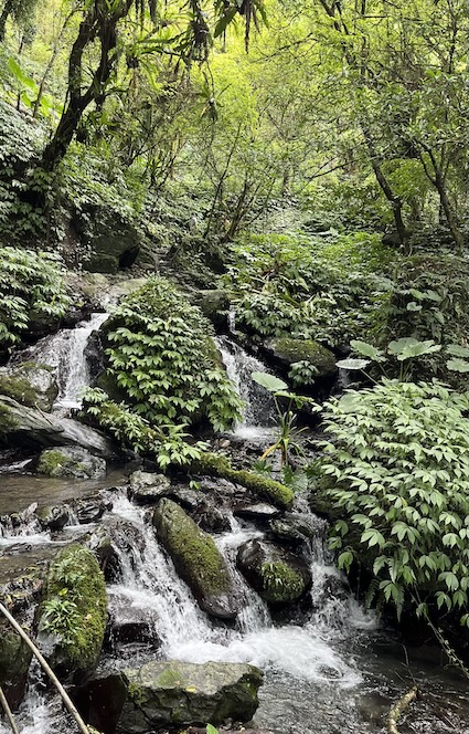 Matcha Mountain Trail