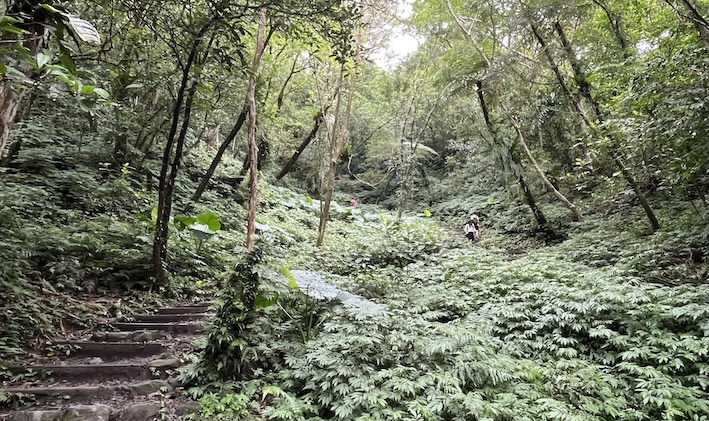 Matcha Mountain Trail