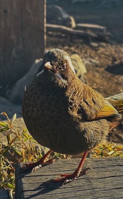 The Ultimate Xueshan (Snow Mountain) Hiking Guide: Permits, Transport & 1–3 Day Itineraries (2026 Edition) 40 A high-altitude laughingthrush