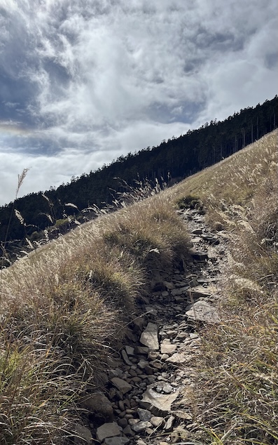 The Ultimate Xueshan (Snow Mountain) Hiking Guide: Permits, Transport & 1–3 Day Itineraries (2026 Edition) 62 silver grass on ZigZag