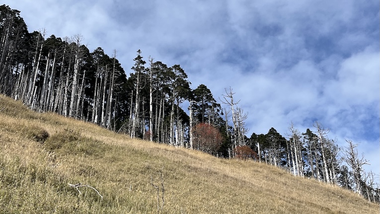 The Ultimate Xueshan (Snow Mountain) Hiking Guide: Permits, Transport & 1–3 Day Itineraries (2026 Edition) 67 Taiwan Mountain Ash