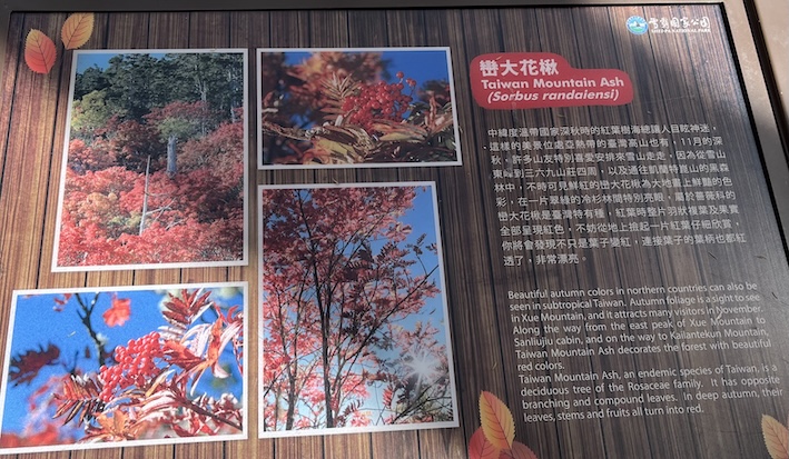The Ultimate Xueshan (Snow Mountain) Hiking Guide: Permits, Transport & 1–3 Day Itineraries (2026 Edition) 68 signage of Taiwan Mountain Ash