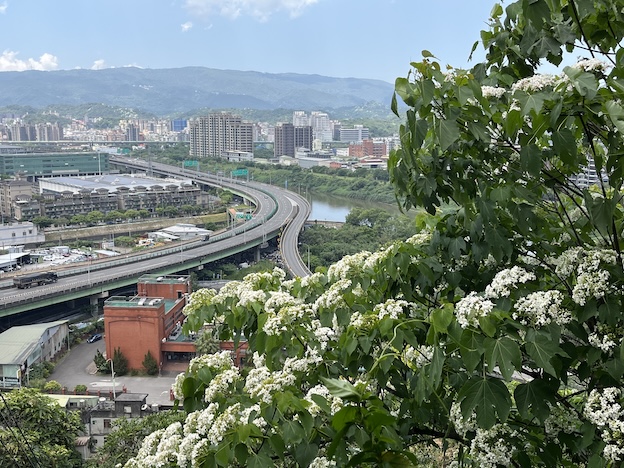 oil tung flowers in Xiaonangangshan
