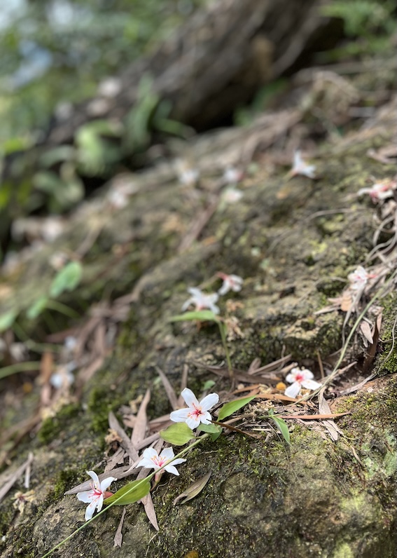 oil tung flowers