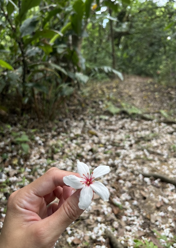 oil tung flowers in Xiaonangangshan