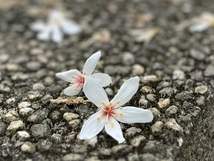 oil tung flowers