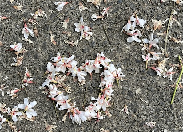 oil tung flowers