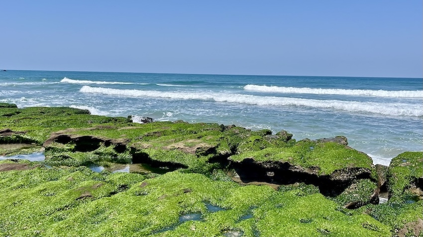 Laomei Green Reef (老梅石槽): Taiwan’s Hidden Matcha Coast You Can Only See in Spring 4 Laomei Green Reef
