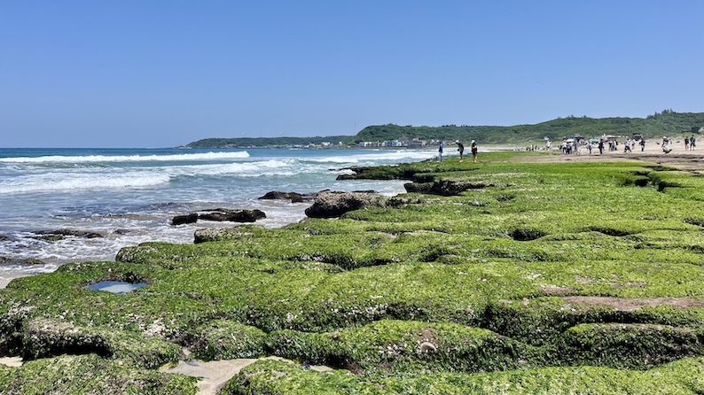 Laomei Green Reef (老梅石槽): Taiwan’s Hidden Matcha Coast You Can Only See in Spring 5 Laomei Green Reef