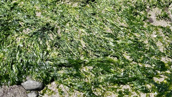Laomei Green Reef (老梅石槽): Taiwan’s Hidden Matcha Coast You Can Only See in Spring 6 Laomei Green Reef