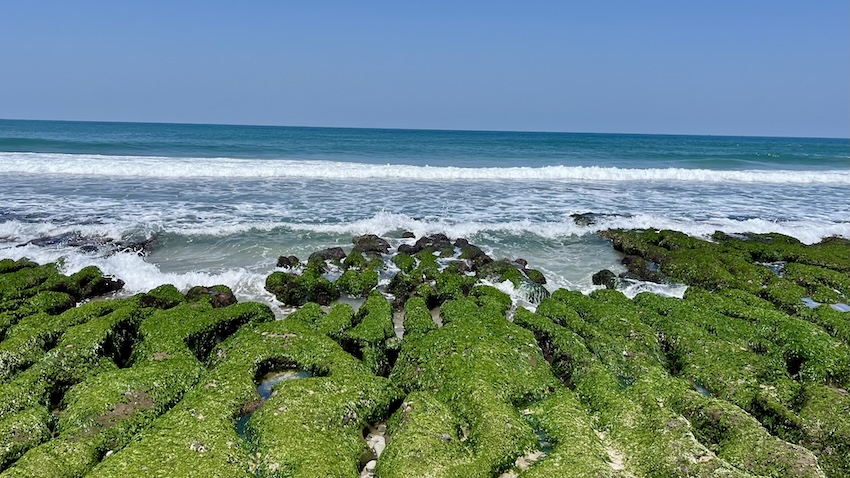 Laomei Green Reef (老梅石槽): Taiwan’s Hidden Matcha Coast You Can Only See in Spring 8 Laomei Green Reef